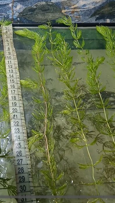 Роголистник аквариумное растение