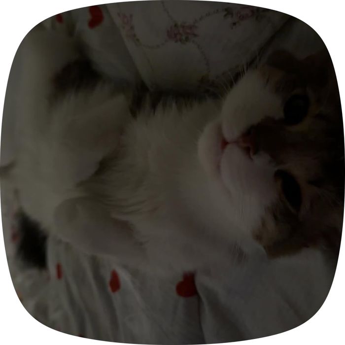 Котенок мальчик.