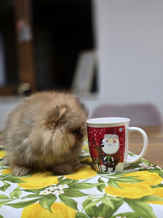 Померанче мини момченце шоко тан!