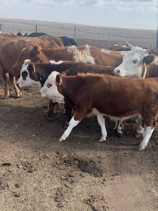 Крс оптом продам