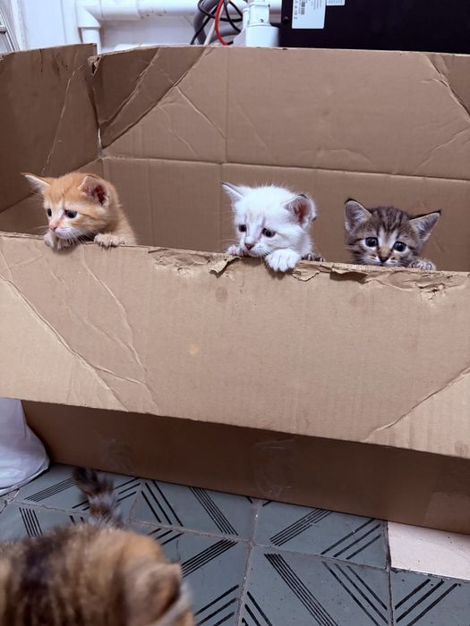 Отдам котят в любящие руки