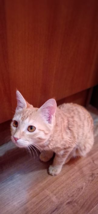 Котенок в добрые руки