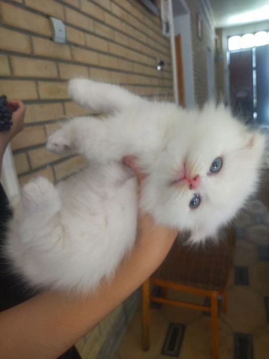 Продается Шотландские котята