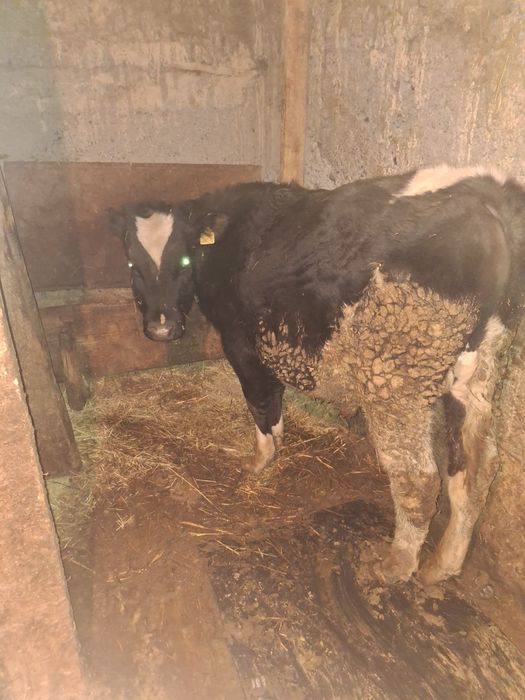 Продам бычков хорошие