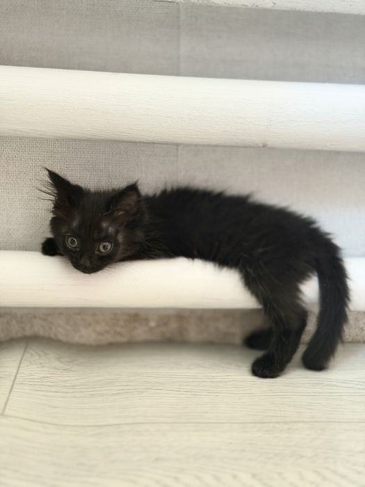Котенок в добрые руки