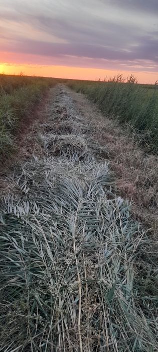 Бау шөп сатылады