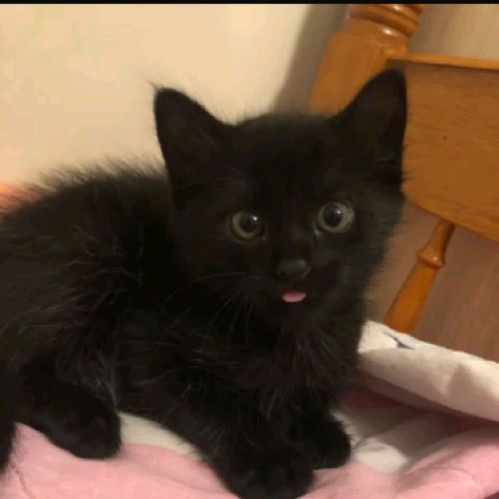 Котенок , черный