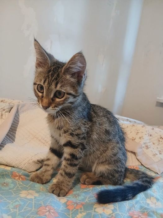 Отдам котенка девочку