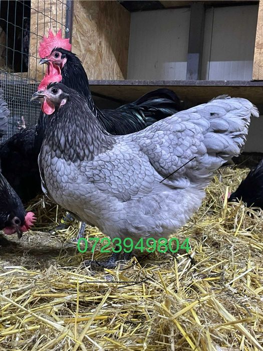Oua incubat + pui Plymouth Brahma Australorp Jersey Marans Araucana