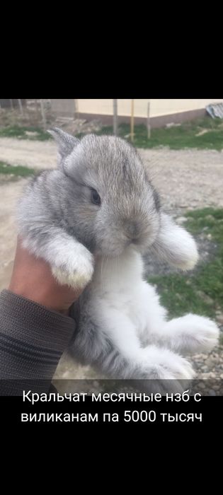 Прадам кроликав и кральчат разных парод