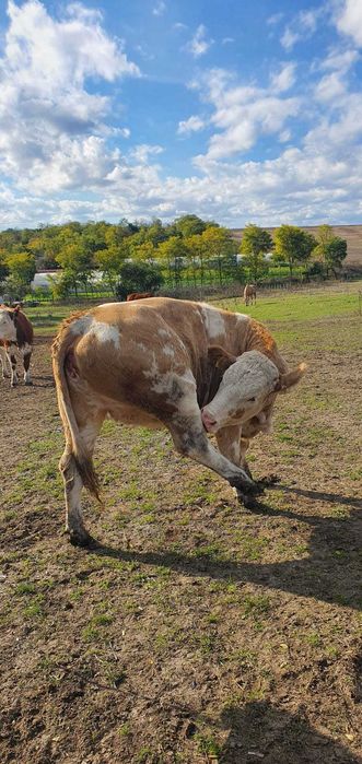 De vanzare juninci / vitele gestante