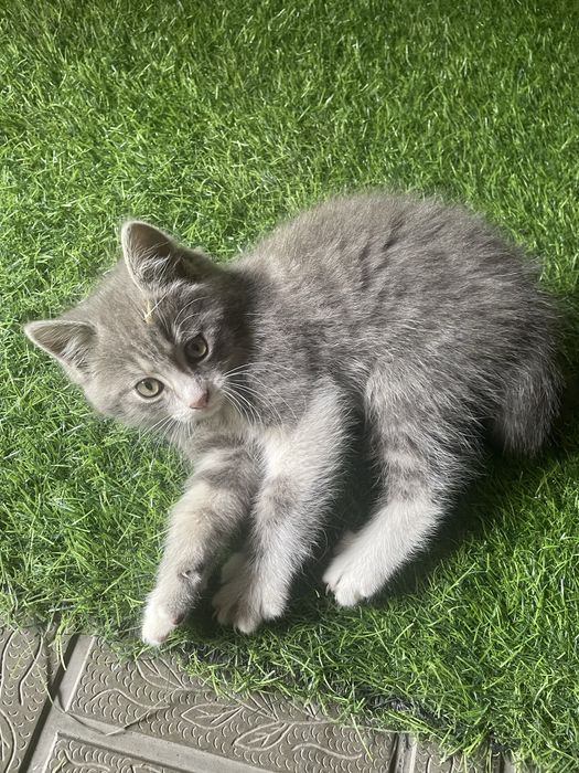 Котята! В хорошие руки