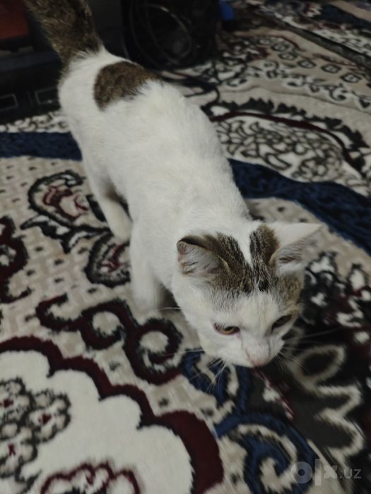 Отдадим в хорошие руки кота!