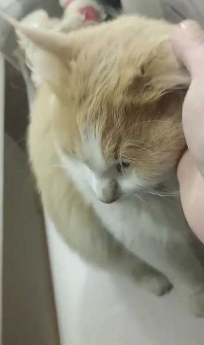 Верните кота / Мысықты қайтар / Пропал кот