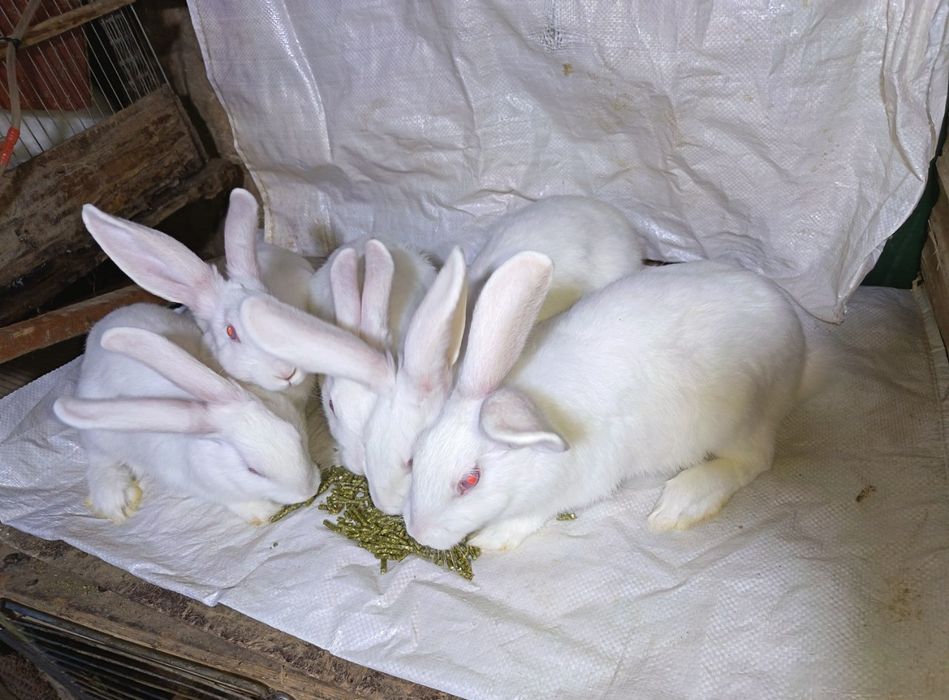 Hikol quyon 120 000 dan