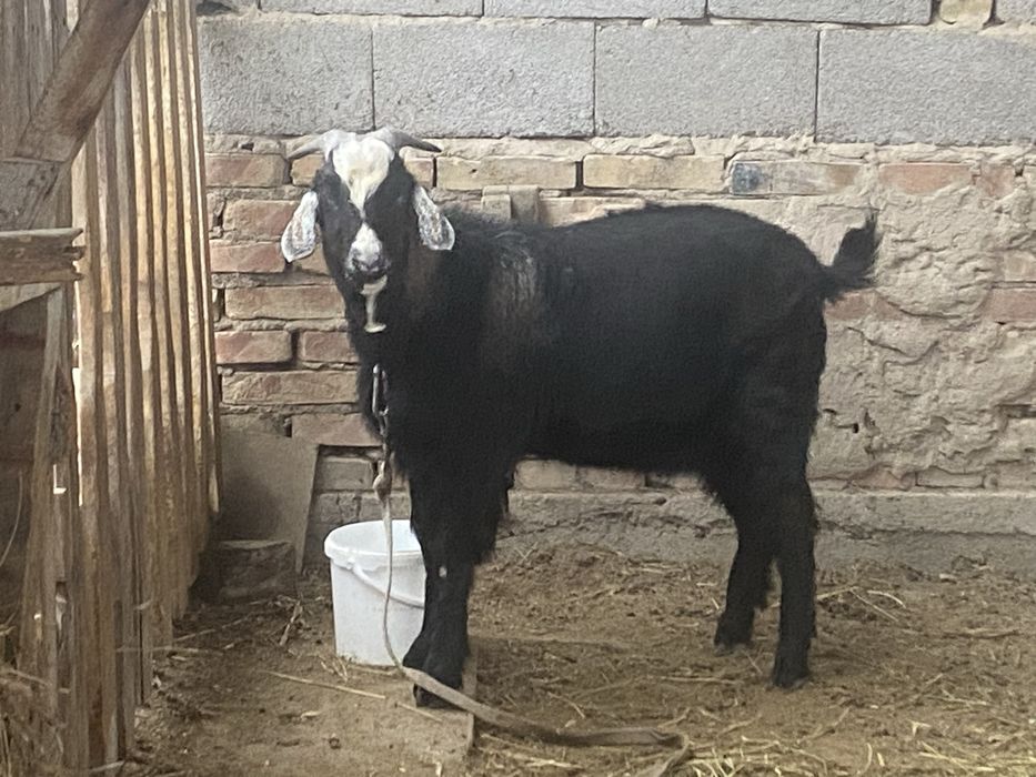 Козёл/ Теке молодой