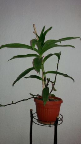 Ароматна кализия