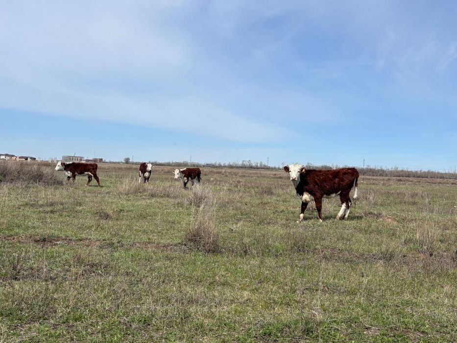 Ак бас ( Герефорд(