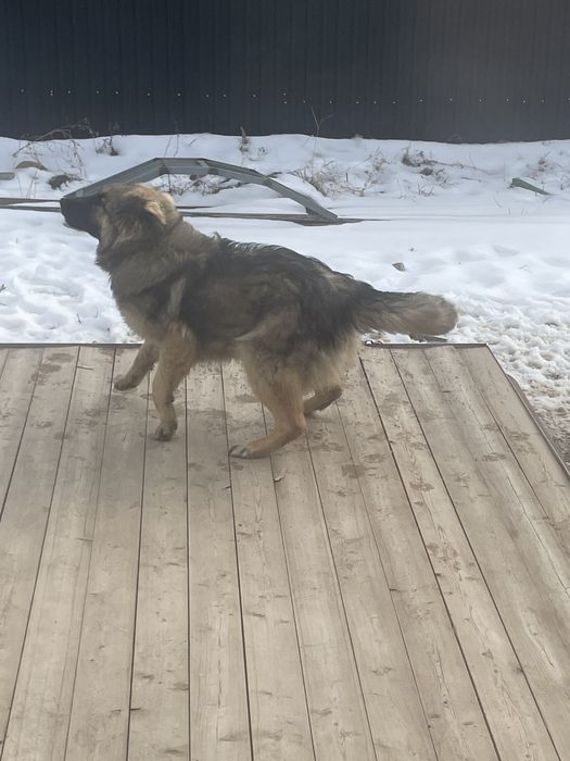 Отдам собаку в добрые руки