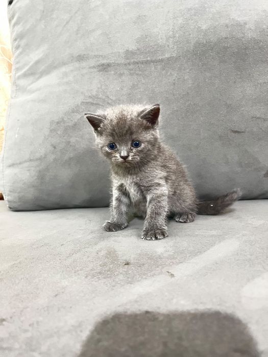 Продам котёнка шотландский