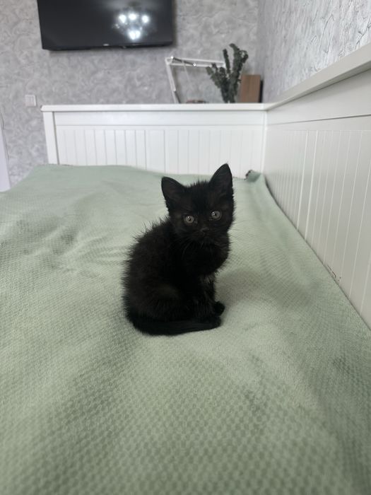 отдам в добрые руки котенка мальчик