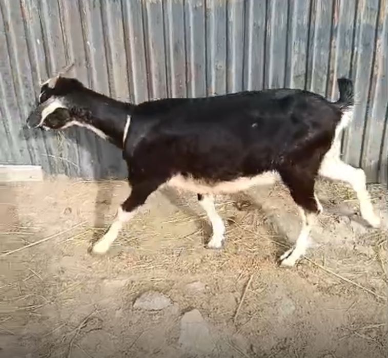 Нуби ешкі сатылады