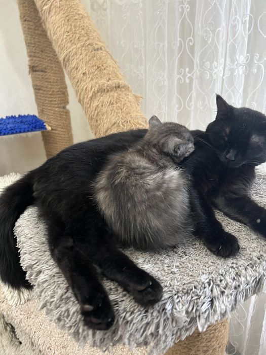 Отдам  котят  три котенка