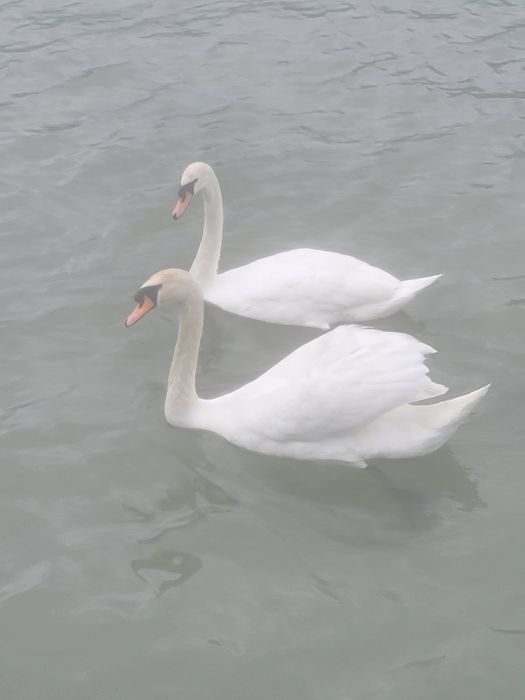 Vand teren intravilan pe malul Dunarii zona Svinita Berzasca , Clisura