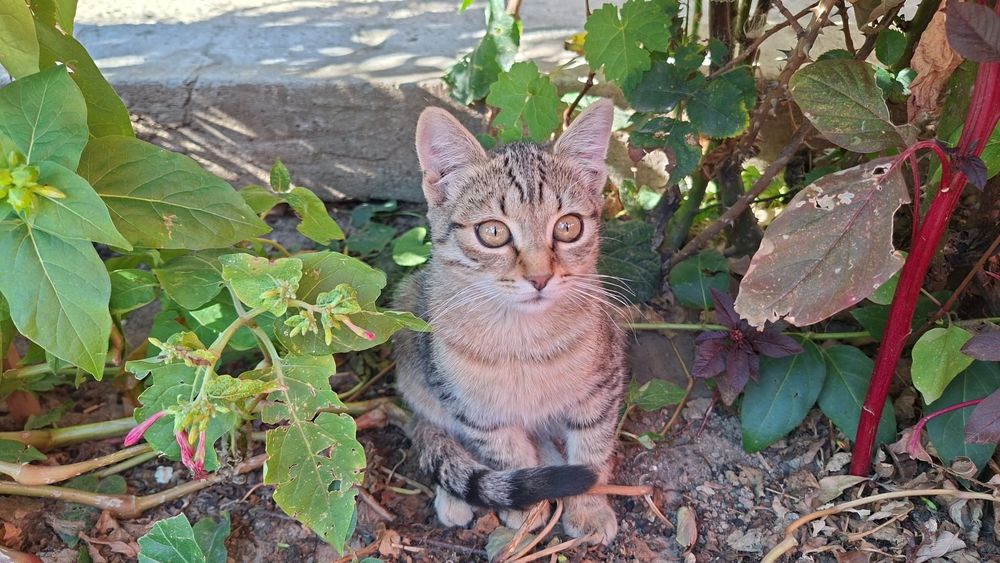 Pisici spre adoptie