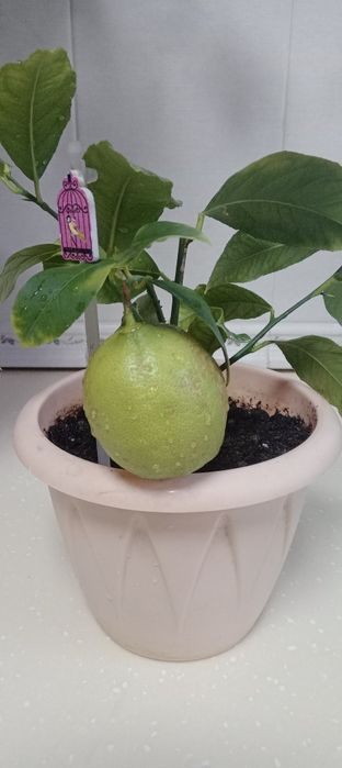 Продам цветы.разные