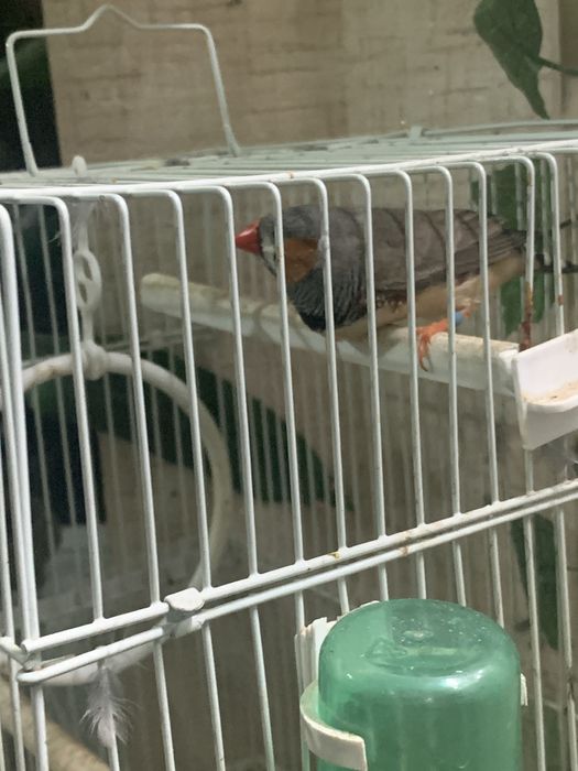 Птичка амадин самец