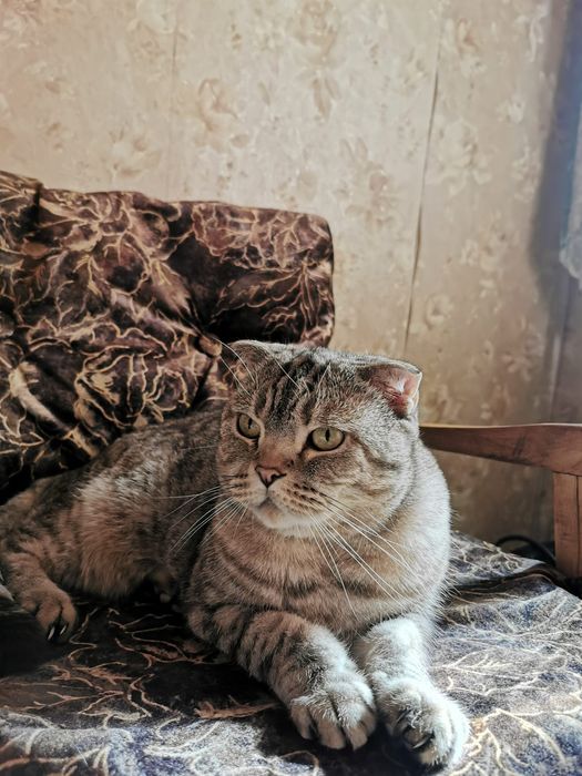 Кошечка в добрые руки