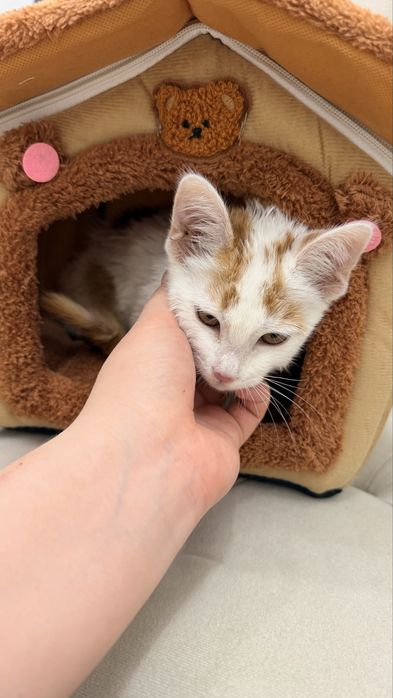 Котенок 2 месяца