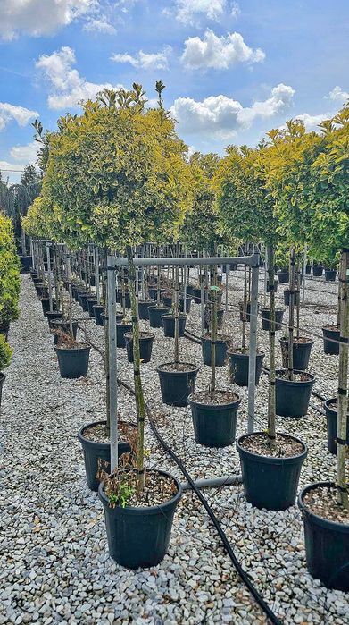 Plante ornamentale diferite specii si dimensiuni livrare gratuita în toată România