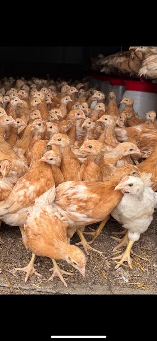 Vand curcani, pui de carne, puicute ouatoare