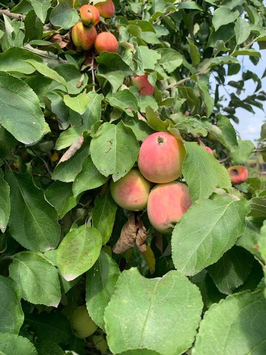 Продам Дачу. Сад Металлург