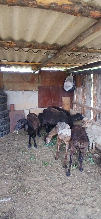 Продам баранов 7 голов