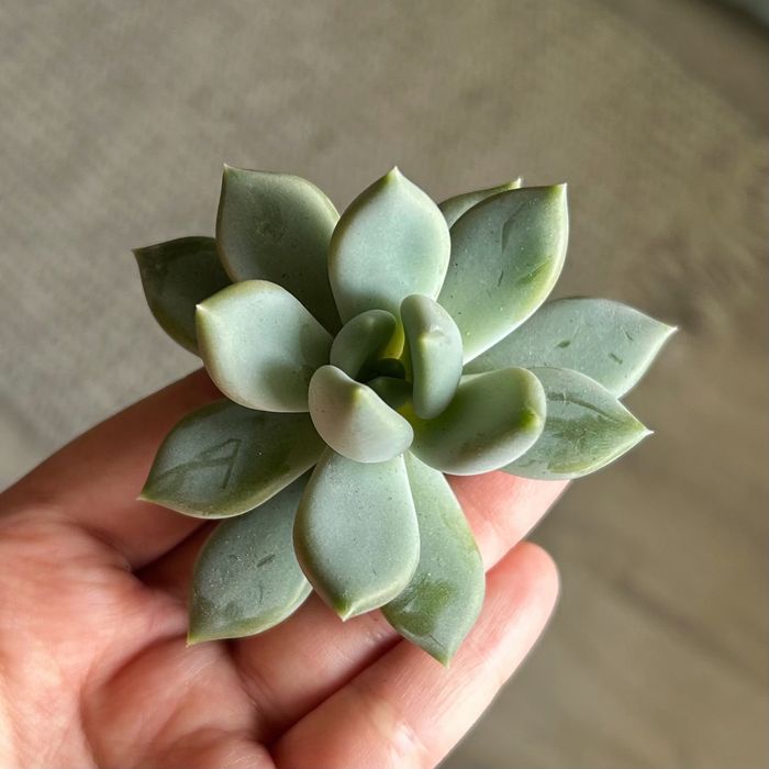 Продам суккуленты эхеверии