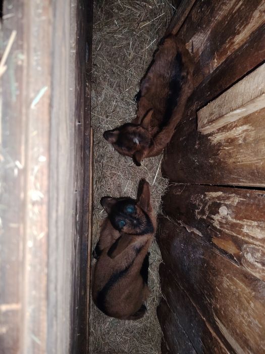 Vand iezi/iedute de rasă alpin franceze originale