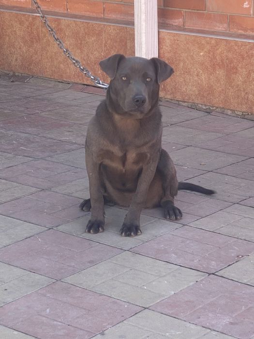 Питбуль Стаффорд