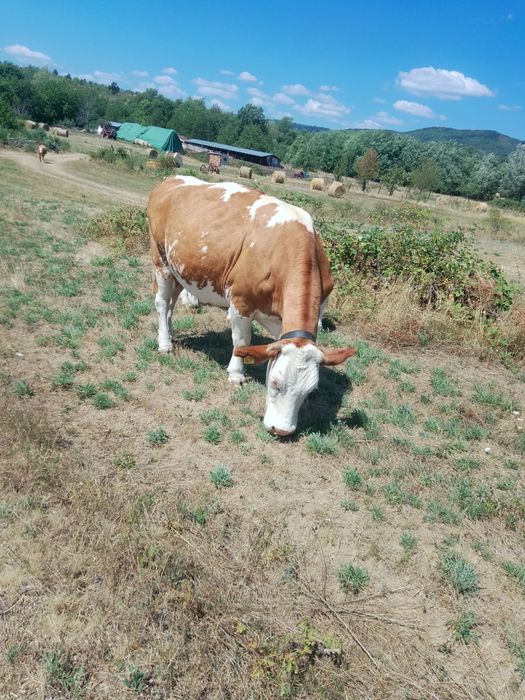 Vand vaca baltata