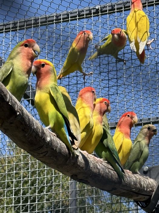 Papagali agapornis pui si adulti amorezi agaponis
