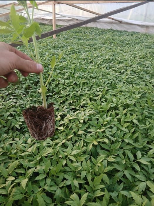 Vand rosii,Rila,kalina,prekos