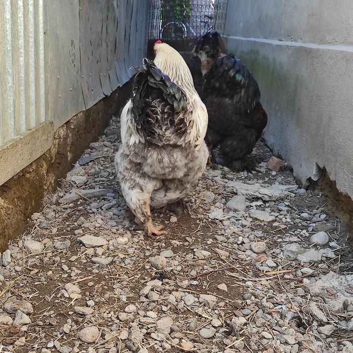 Продам петуха майского