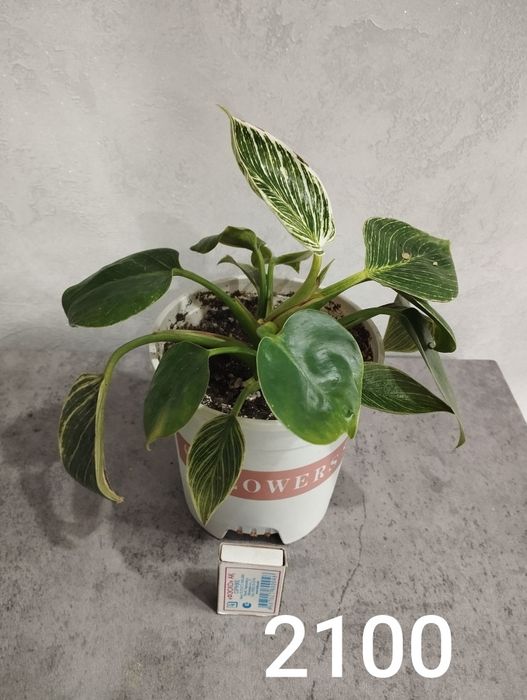 Продам комнатные растения