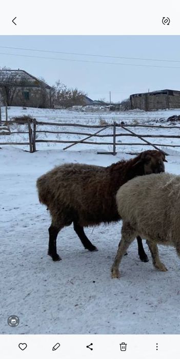 Продам кошкара..