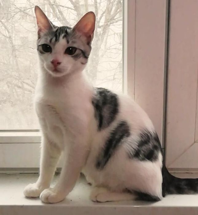 Metisi British Shorthair pui, gratuit