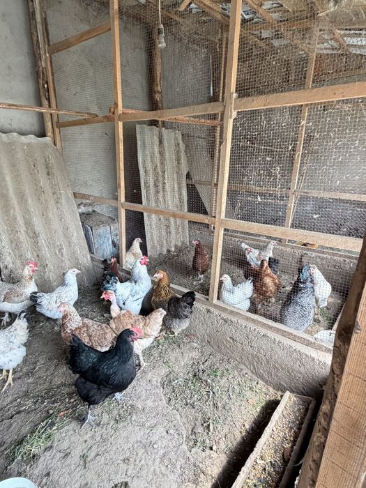 продам кур срочно