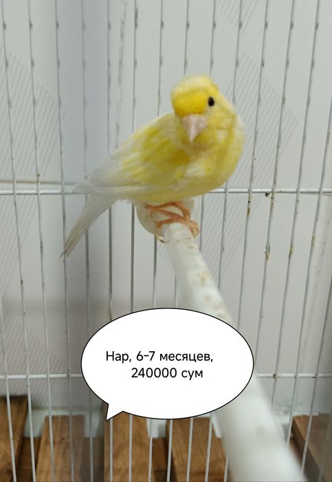 Канарейки самцы от производителя