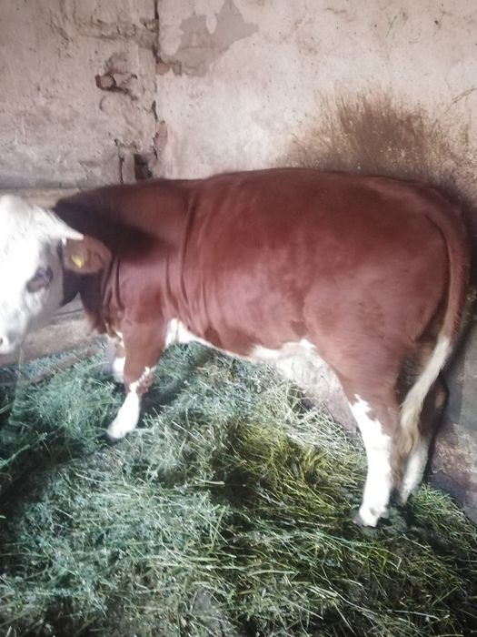 Vând, Vițeaua 11 luni